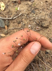 Hesperolinon micranthum