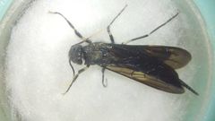 Tremex magus