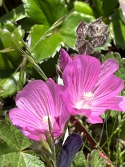Sidalcea malviflora malviflora