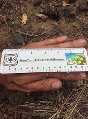 Hesperolinon micranthum