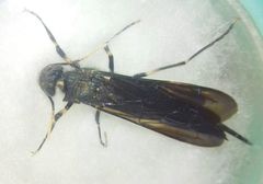 Tremex magus