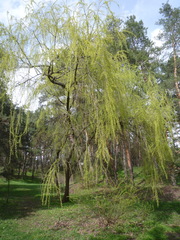 Salix × pendulina