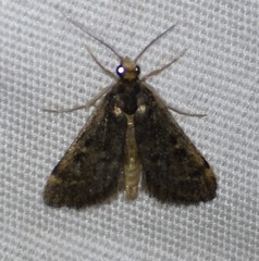 Loxostegopsis xanthocrypta