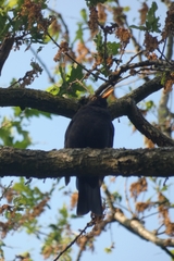 Turdus merula