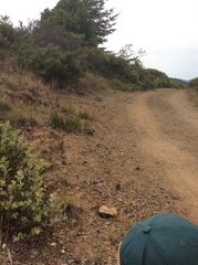 Hesperolinon micranthum