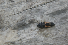 Harmonia axyridis