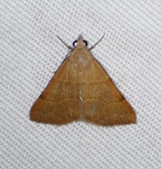 Hemeroplanis rectalis