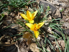 Crocus flavus