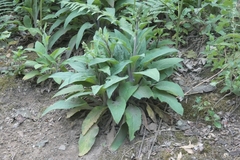 Digitalis purpurea