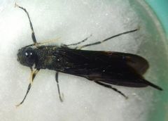 Tremex magus