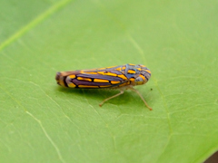 Apogonalia stalii
