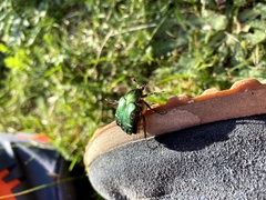 Cetonia aurata