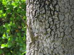 Sceloporus