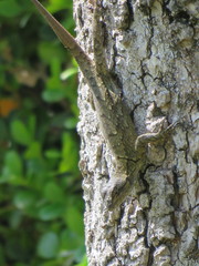 Sceloporus