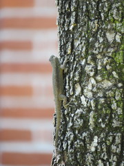 Sceloporus