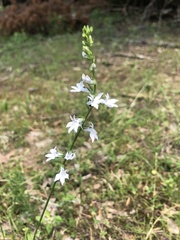 Lobelia appendiculata