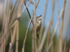 Acrocephalus arundinaceus