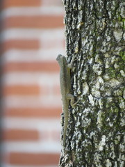 Sceloporus