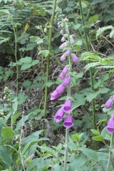 Digitalis purpurea