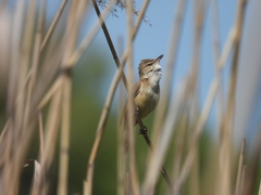 Acrocephalus arundinaceus