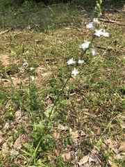 Lobelia appendiculata