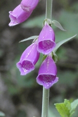 Digitalis purpurea
