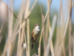 Acrocephalus arundinaceus
