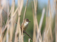 Acrocephalus arundinaceus