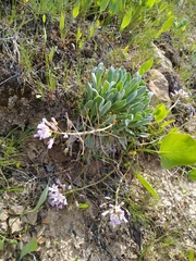 Phoenicaulis cheiranthoides
