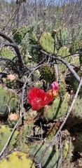 Opuntia × vaseyi