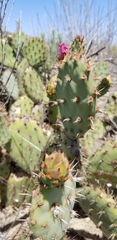 Opuntia × vaseyi
