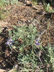 Lupinus breweri