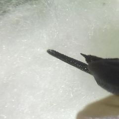 Tremex magus