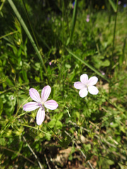 Geranium asphodeloides