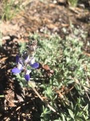 Lupinus breweri