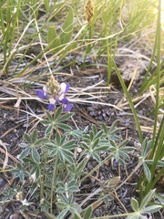 Lupinus breweri