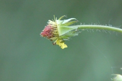Geum urbanum