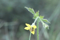 Geum urbanum