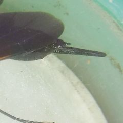 Tremex magus