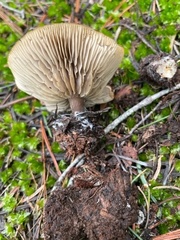 Clitocybe glacialis
