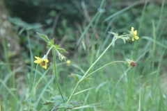Geum urbanum