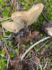 Clitocybe glacialis