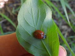 Harmonia axyridis