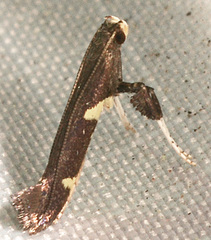 Caloptilia umbratella