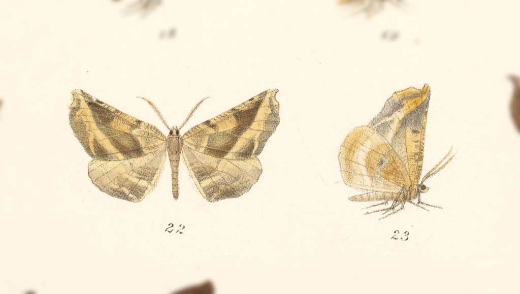 Neoselenia azamora