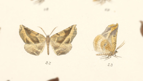 Neoselenia azamora