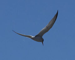 Sternula antillarum browni