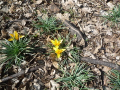 Crocus flavus