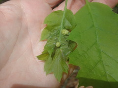 Dryocosmus quercuspalustris