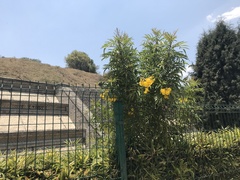 Tecoma stans